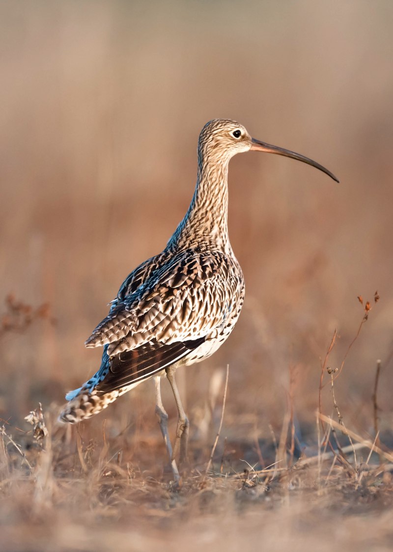 Кроншнеп средний – Numenius phaeopus
