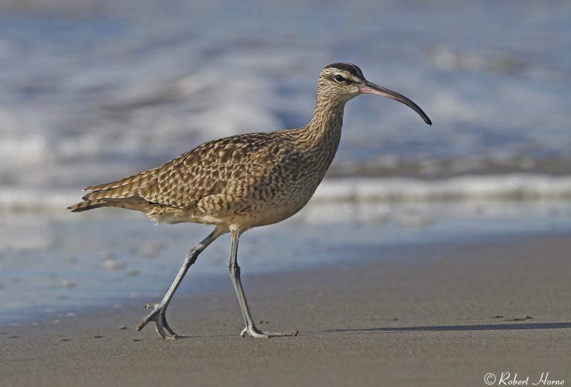 Кроншнеп средний – Numenius phaeopus