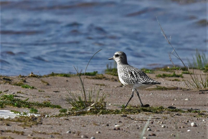 Phylloscopus tenellipes