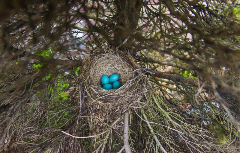 Turdus philomelos яйца