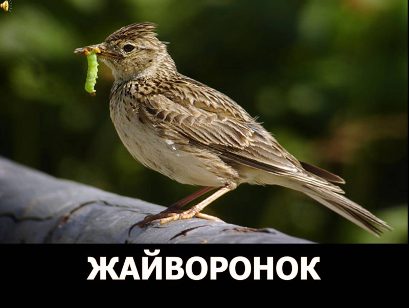 Полевой Жаворонок