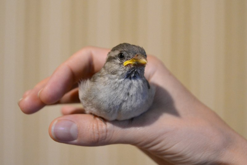 Домовый Воробей птенец