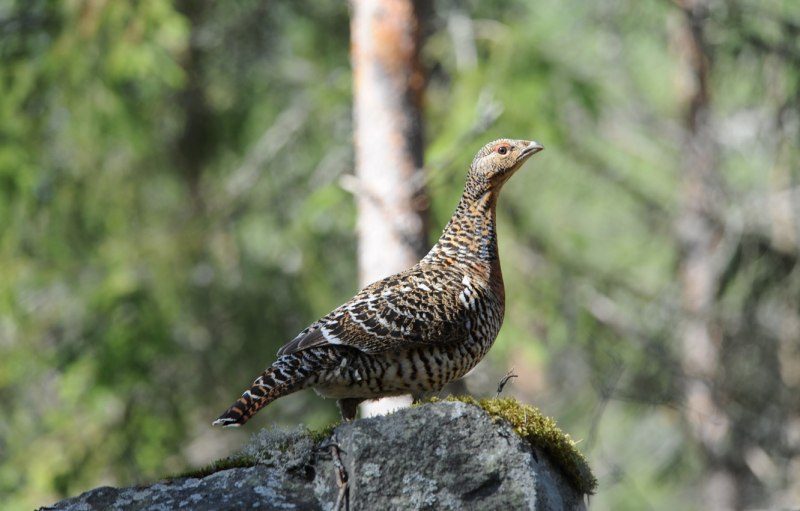Tetrao urogallus