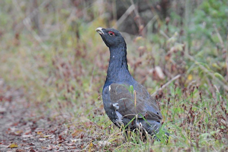 Чернобрюхий Глухарь Tetrao urogallus Major