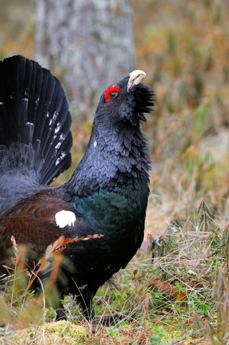 Глухарь (Tetrao urogallus)