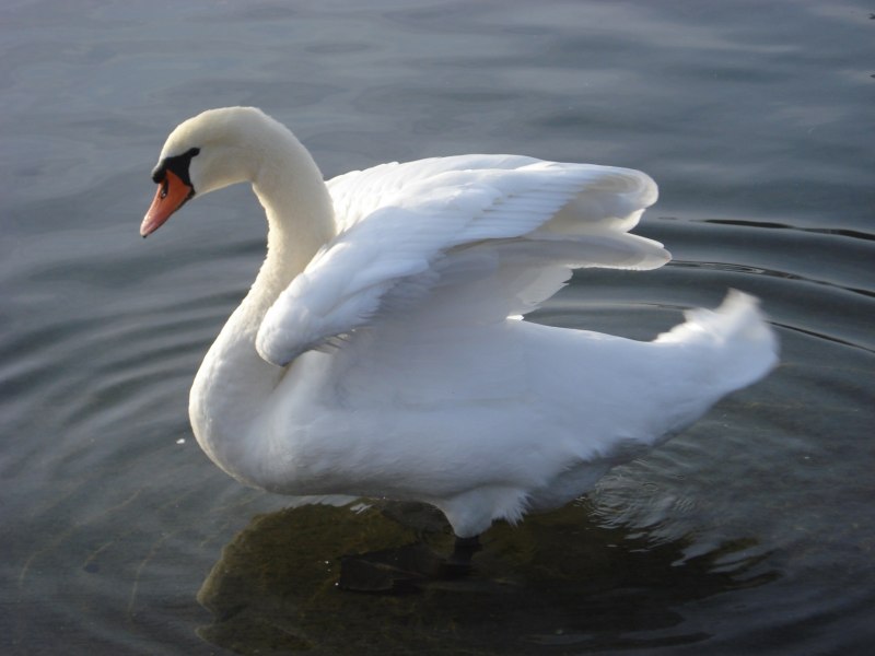 The Swan & Mallard