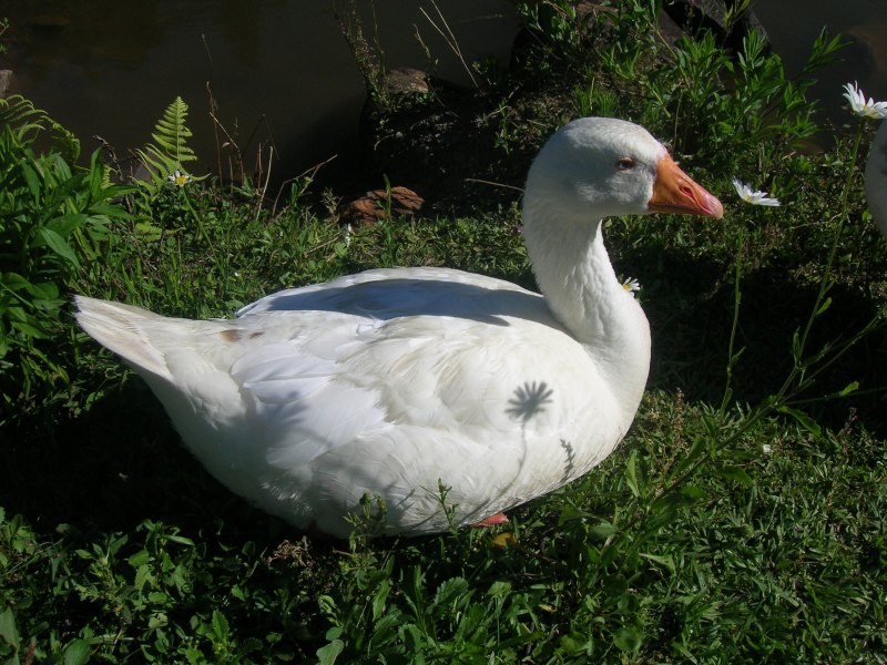 Дикие лебедята