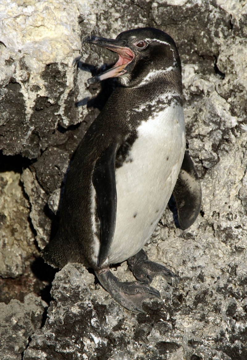 Spheniscus mendiculus