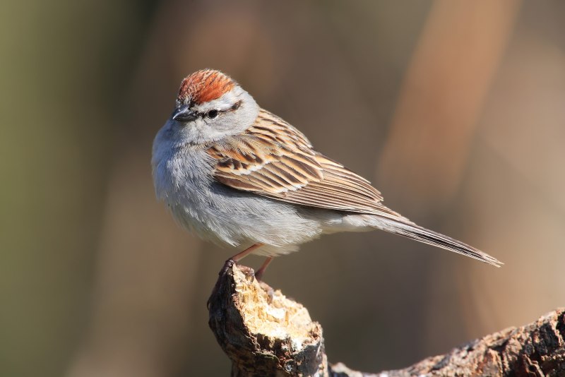 Семейство Овсянковые (Emberizidae)