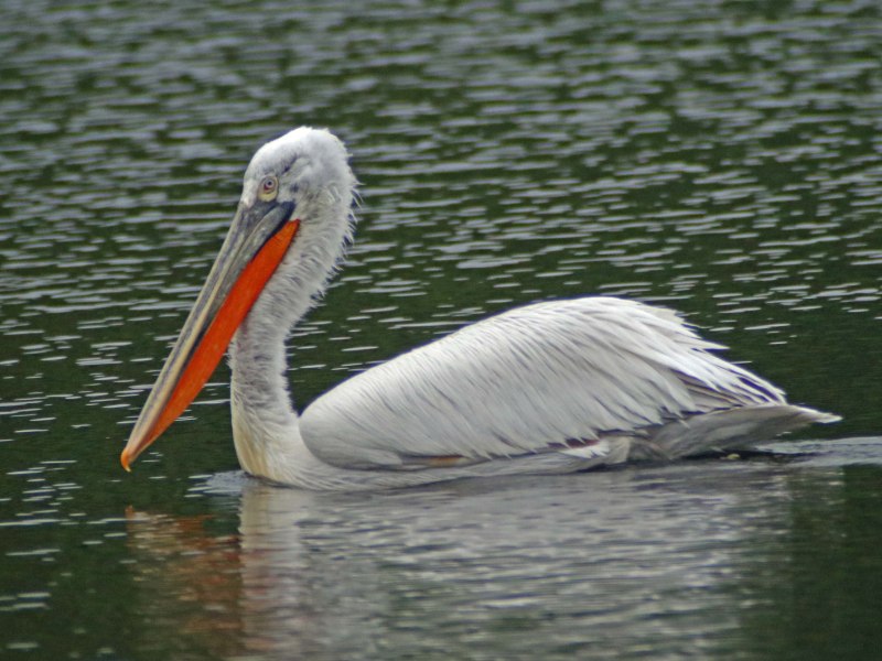 Пеликан кудрявый (Pelecanus crispus)
