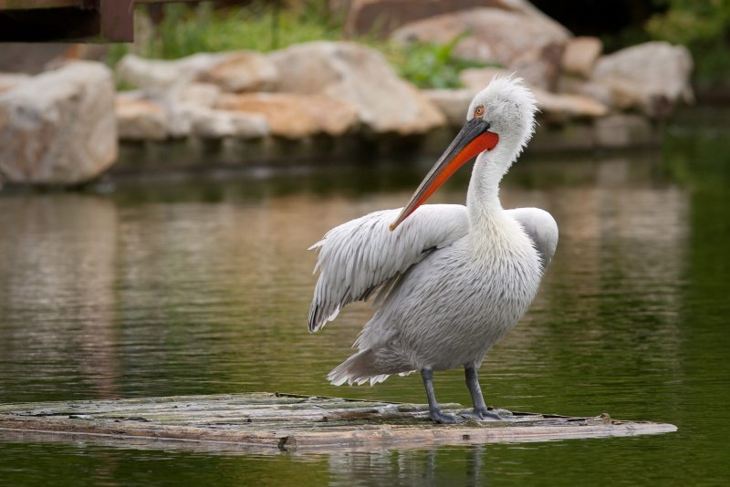 Пеликан кудрявый (Pelecanus crispus)