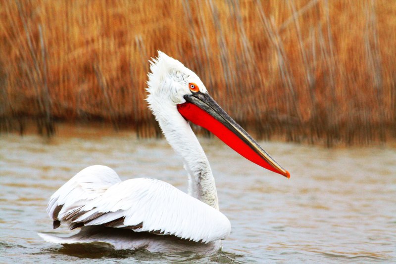 Пеликан кудрявый (Pelecanus crispus)