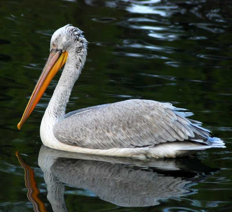 Пеликан кудрявый (Pelecanus crispus)