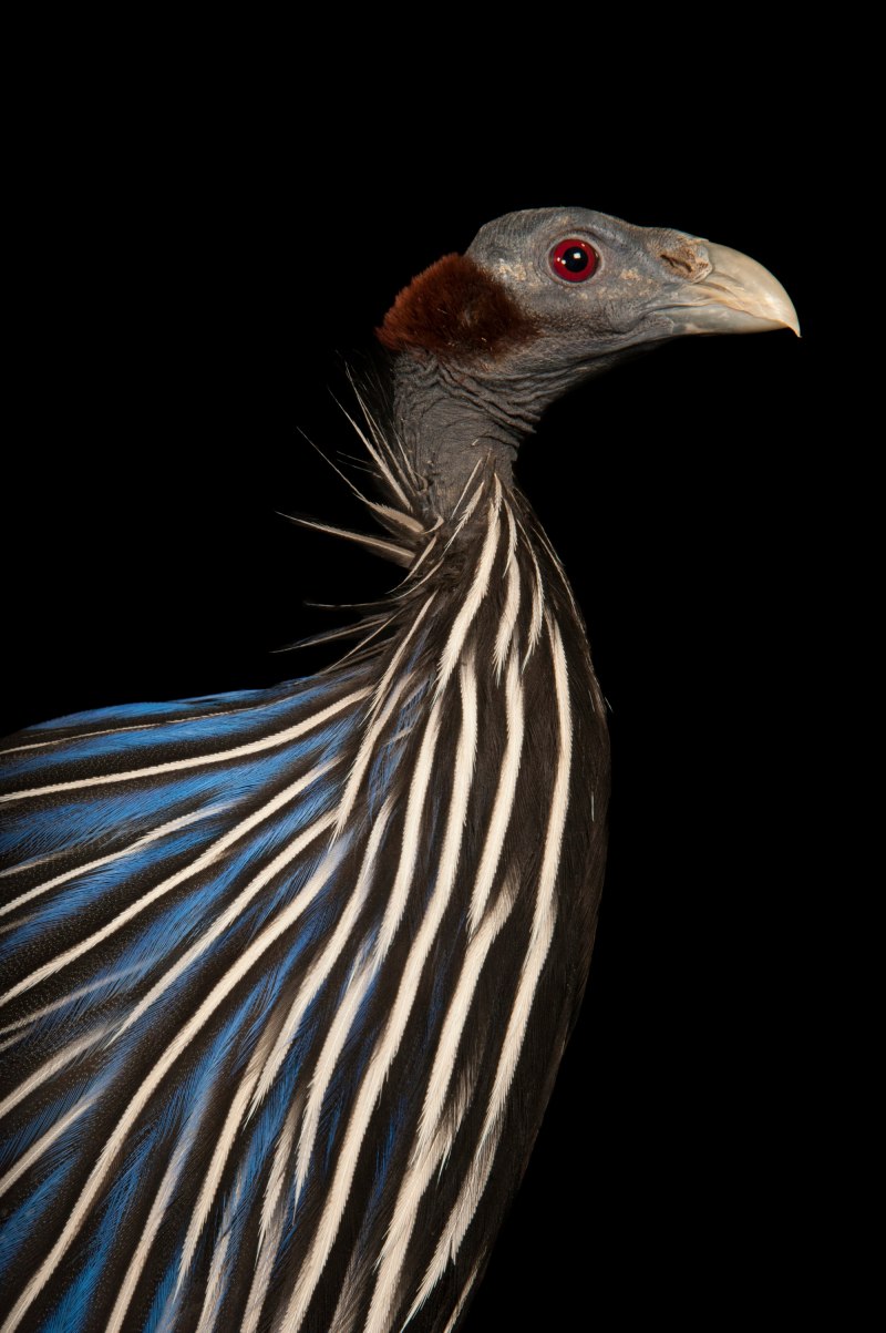 Vulturine Guineafowl