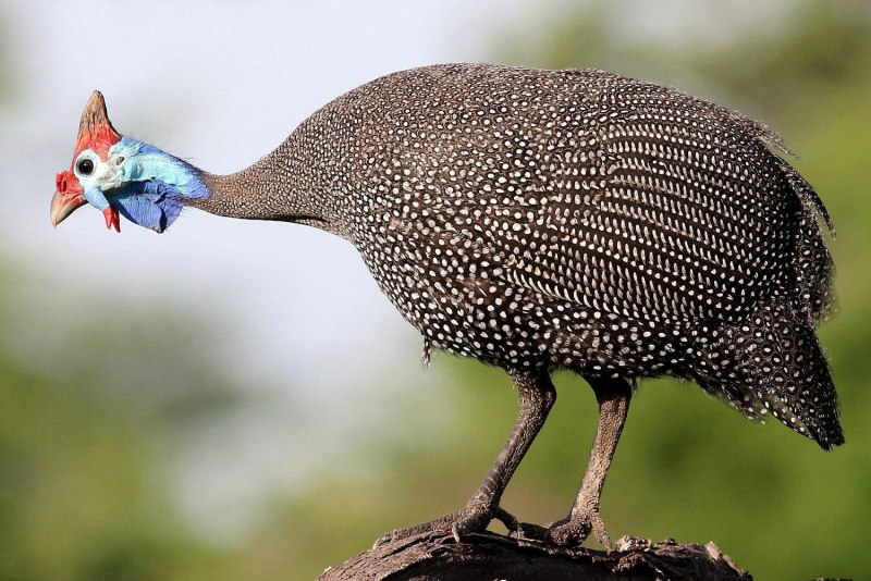 Vulturine Guineafowl
