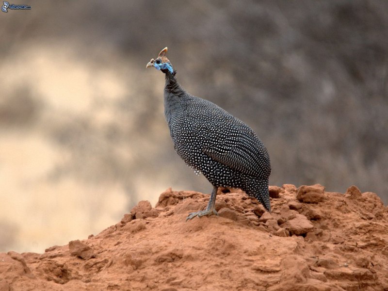 Vulturine Guineafowl