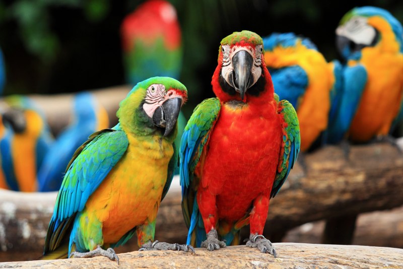 Попугай Macaw