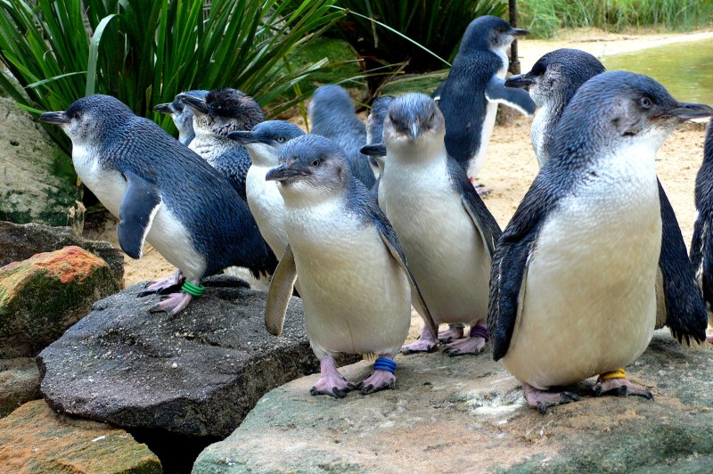 Малый пингвин (38 фото)