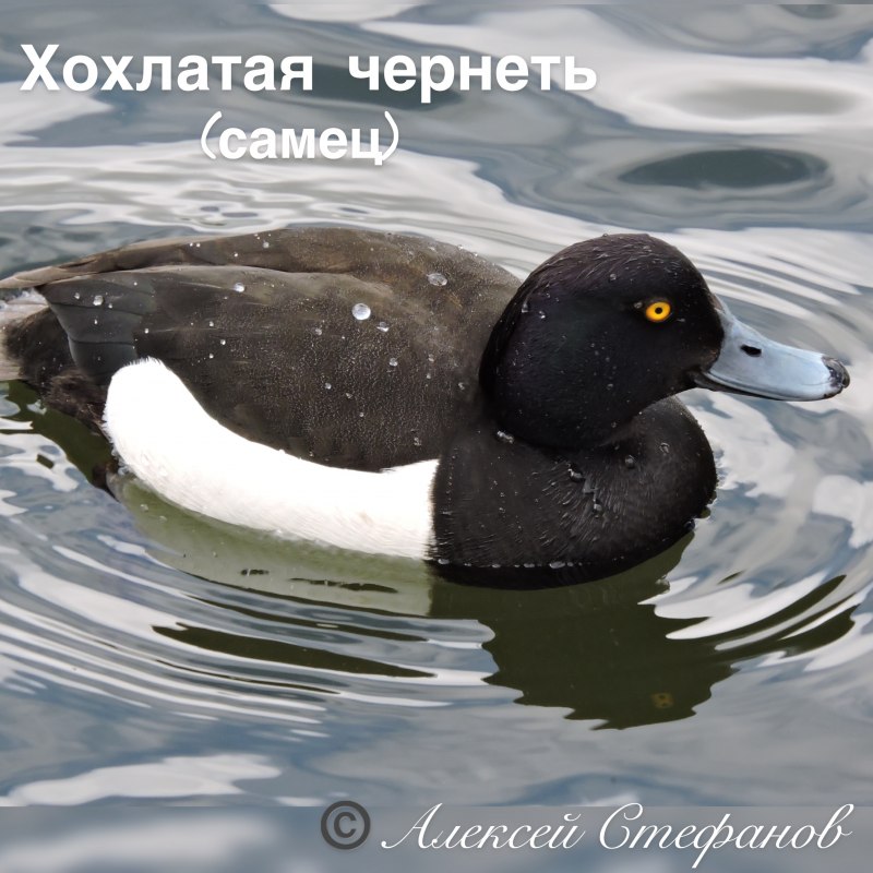 Морская хохлатая чернеть