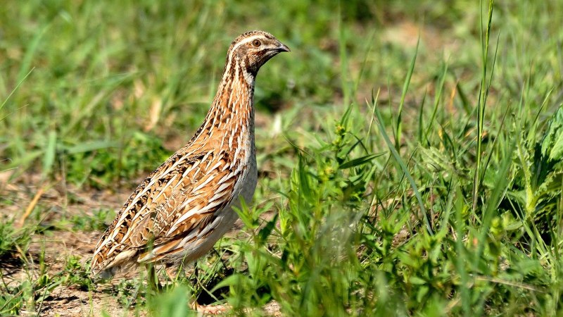 Перепел (Coturnix Coturnix (l.),