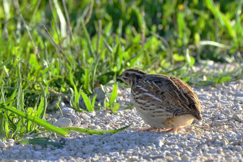 Калифорнийский Quail