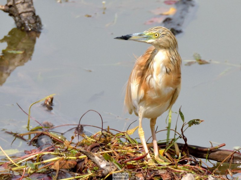 Squacco Heron