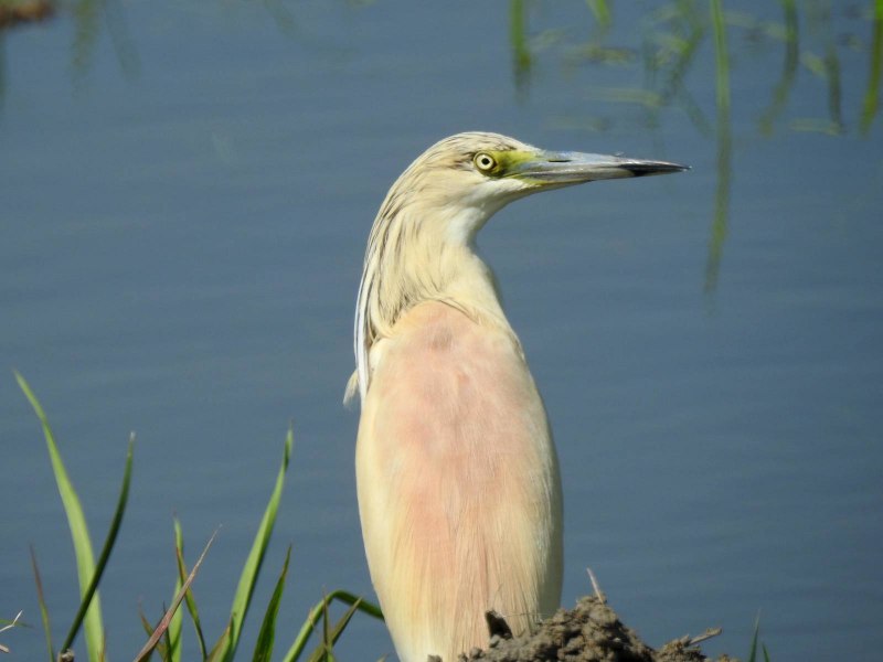 Ardeola ralloides