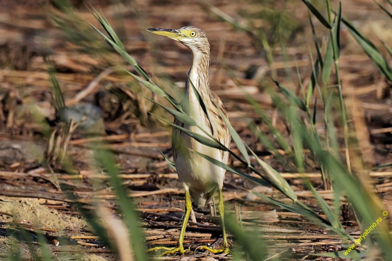 Ardeola ralloides (Scopoli, 1769)