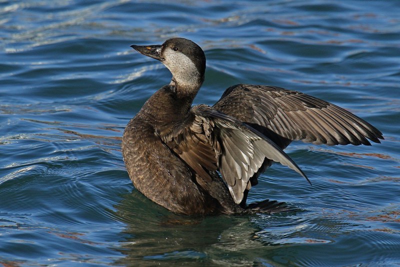 Синьга Melanitta nigra