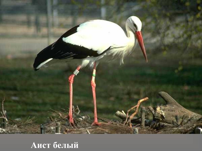 Клест Снегирь свиристель
