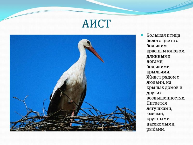 Аист Перелетная птица