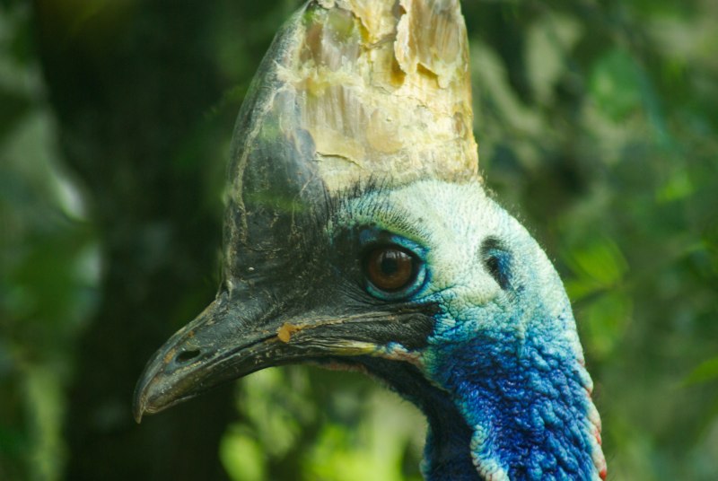 Casuarius casuarius