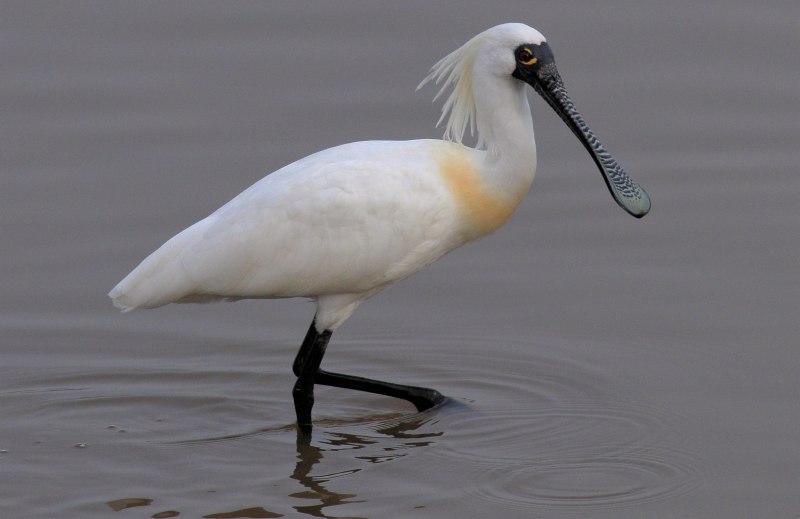 Platalea leucorodia