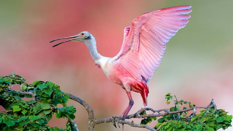 Roseate Spoonbill птица