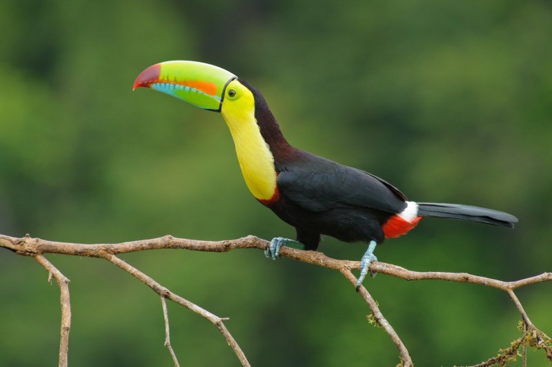 Paradisaea Guilielmi