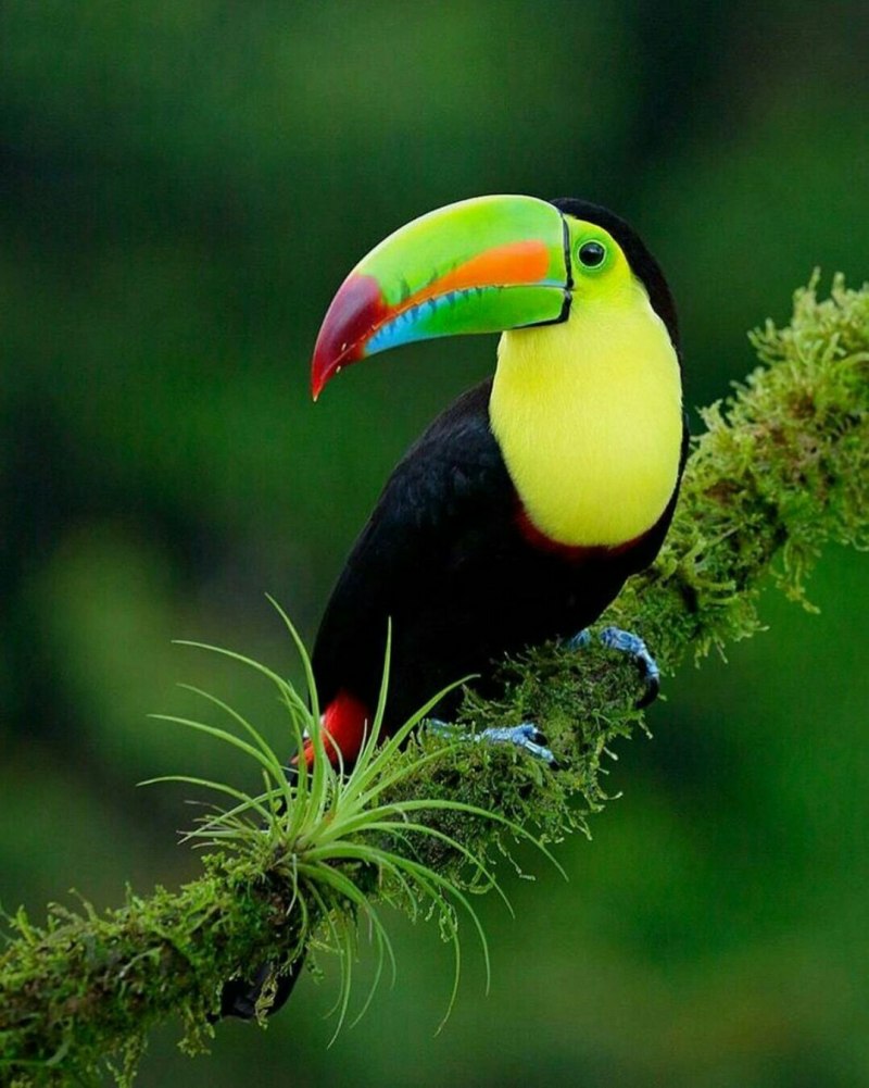 Rainbow Lorikeet попугай