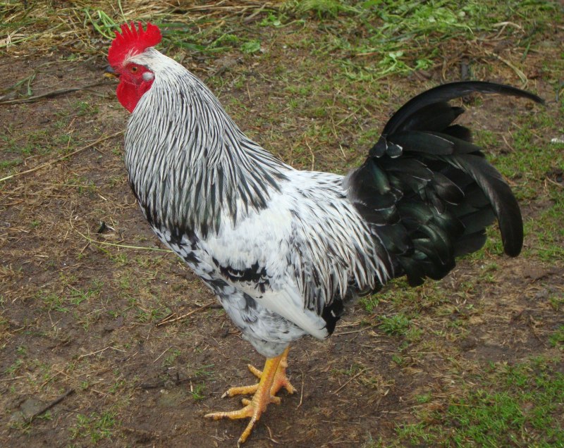 Куры Котляревская
