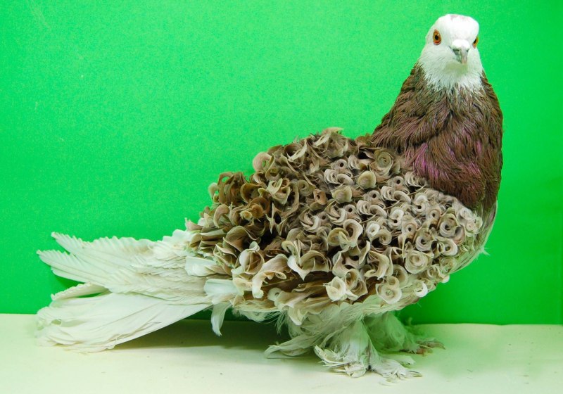 Frillback Pigeon