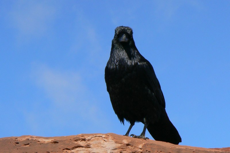 Turdus Merula
