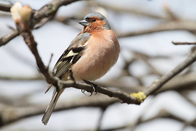 Зяблик (fringilla COELEBS)