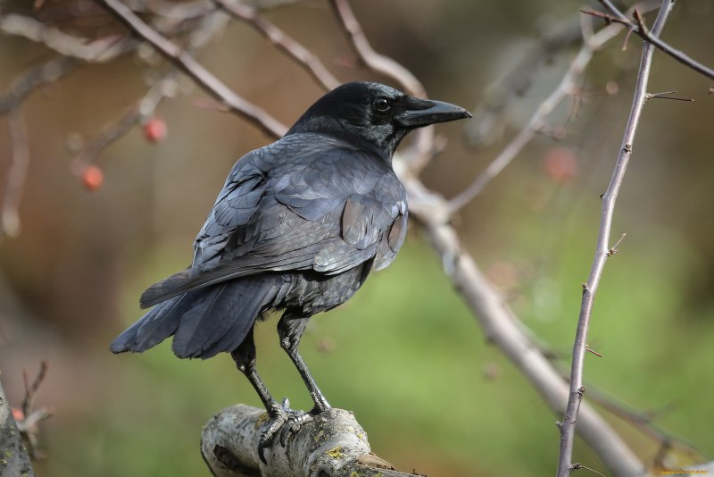 Галка (Corvus monedula)