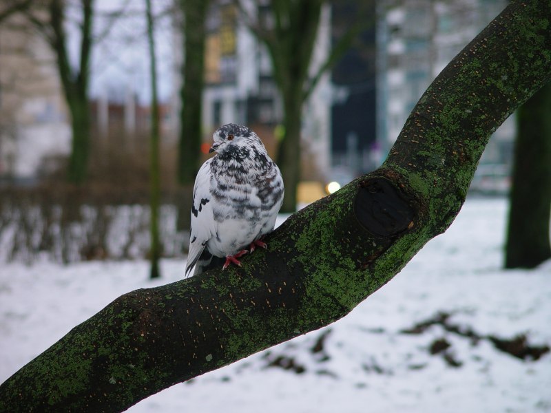 Frost Owl