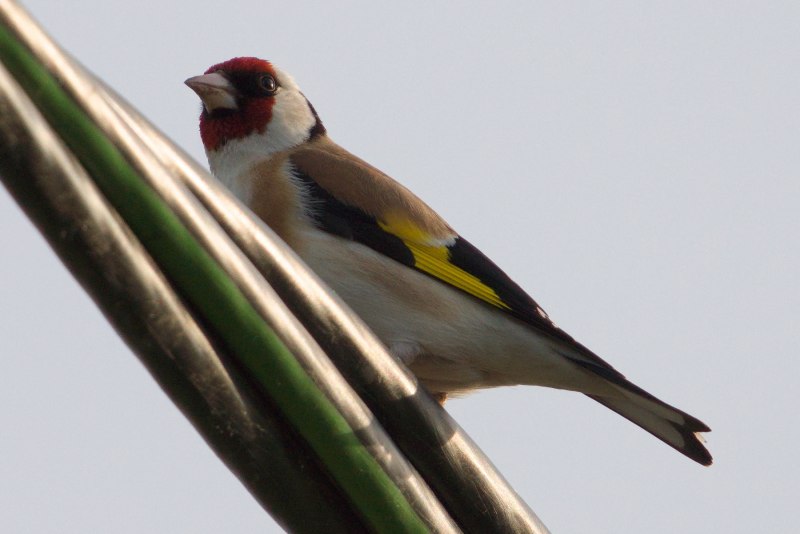 Седоголовый щегол (Carduelis caniceps)