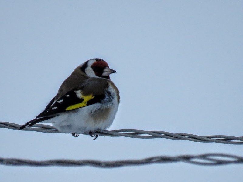 Щегол (Carduelis Carduelis)