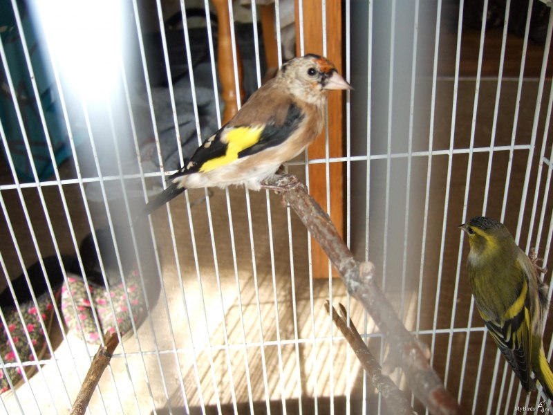 Щегол черноголовый Carduelis Carduelis