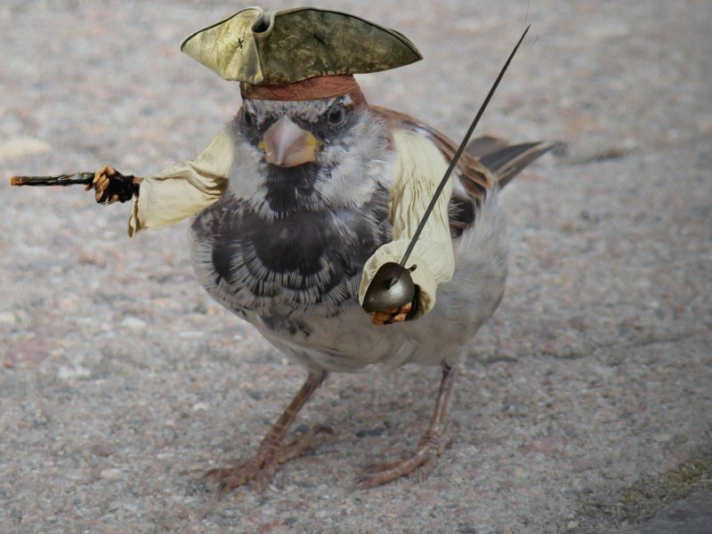 Смешной Воробей