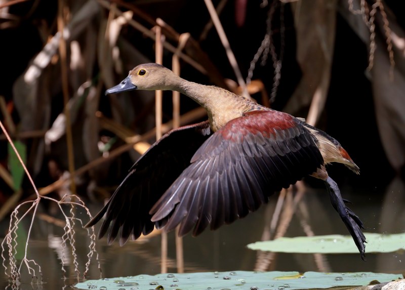 Plumed Whistling Duck