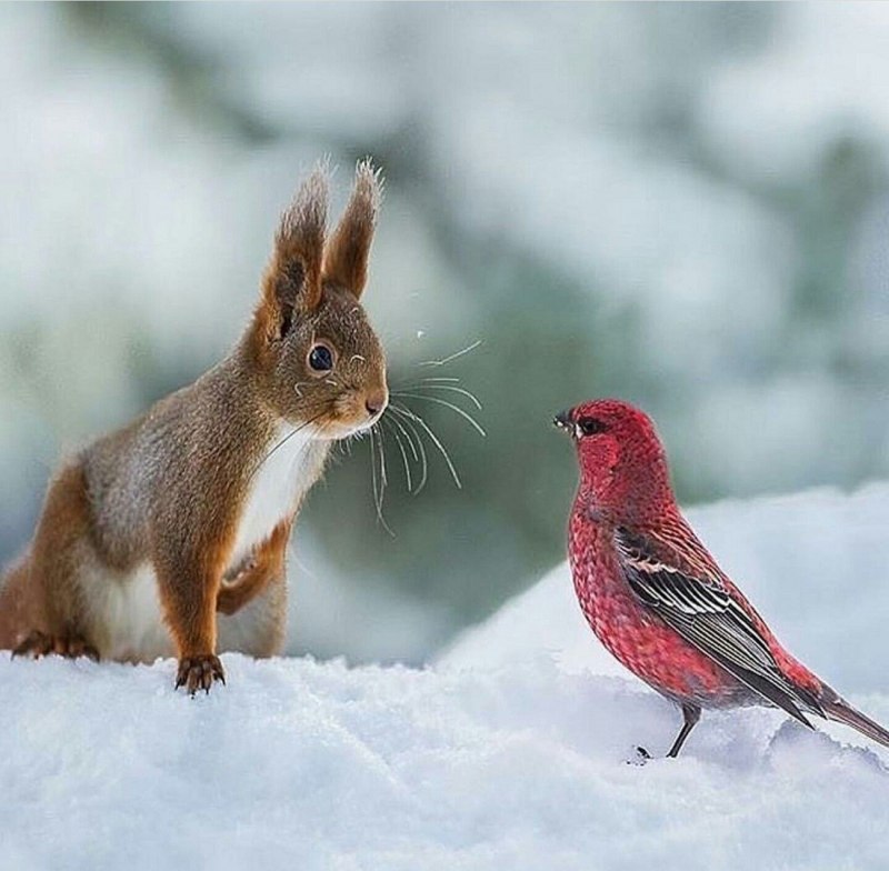 Живая природа зимой