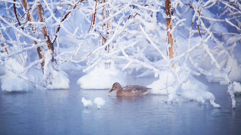 Зимний пейзаж с водой