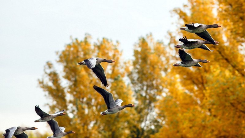 Птицы улетают на Юг